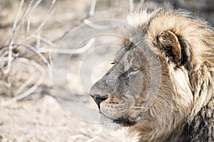 Portrait of a Wild Adult Male Lion in South Africa