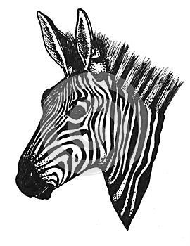 Portrait of a wild African animal Zebra in black and white head of a cloven hoofed horse photo