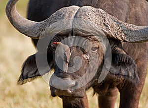 Portrait of a wild african buffalo photo