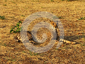 Portrait of a wild african cheetah