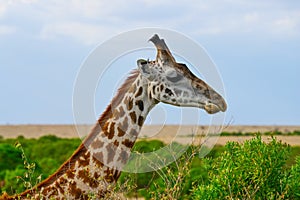 Portrait of a wild African giraffe. Kenya