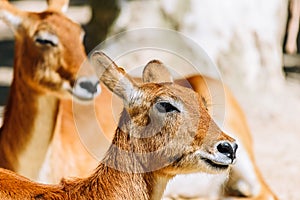 Portrait Of Wild Antelope