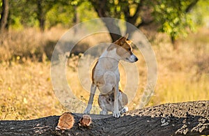 Portrait of wild Basenji dog on a tree branch