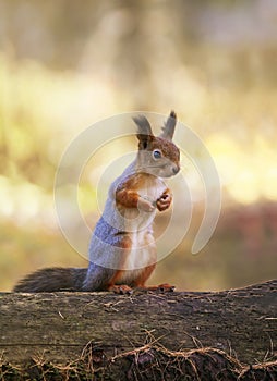 Portrait of a wild beautiful funny squirrel stands in an autumn