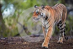 Portrait of wild Bengal tiger, Panthera tigris in its natural habitat. Tigress walking on path, emerging from jungle, perfectly