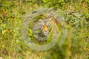 Portrait of Wild Bengal Tiger Squinting