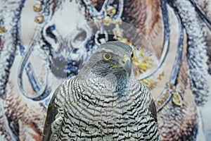 Portrait of a wild bird gray falcon