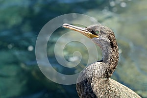 Portrait of wild bird