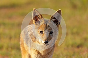 Portrait of a wild black-backed jackal (Canis mesomelas) in a green field of southern Africa