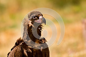 Portrait of a wild black vulture