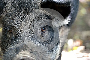 Portrait of wild boar in autumn forest