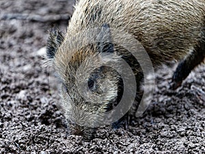 Portrait of Wild boar foraging in mud photo