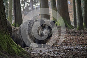 Portrait of Wild Boar in forest.