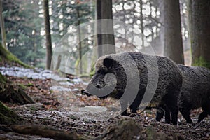 Portrait of Wild Boar in forest.