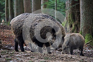 Portrait of Wild Boar in forest.