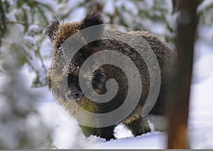 Portrait of Wild boar Suf scrofa