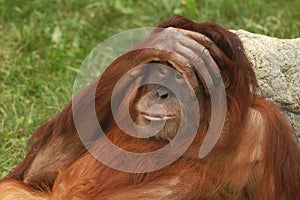 Portrait of wild brown red monkey orangutan Pongo pygmaeus with hand on his head, liying on stone. Sad monkey emotion `Oh my God`