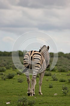 Portrait of wild Burchell`s Zebra Equus quagga burchellii from behind walking into distance Etosha National Park, Namibia