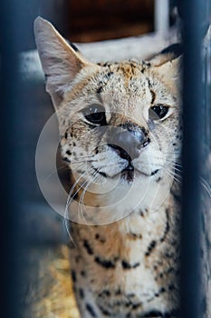 Portrait of a wild cat serval nature animal