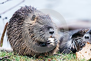 Portrait of wild coypu eating a bread