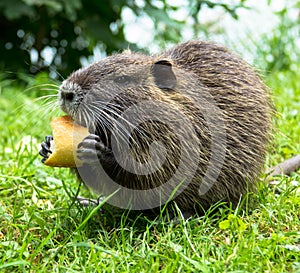 Portrait of wild coypu eating a bread