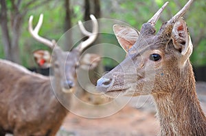 Portrait of wild doe