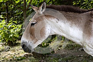 Portrait of wild donkey Kiang, Equus hemionus harderi