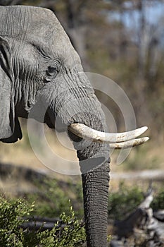 Portrait of wild free bull elephant