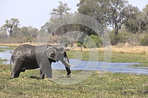 Portrait of wild free bull elephant