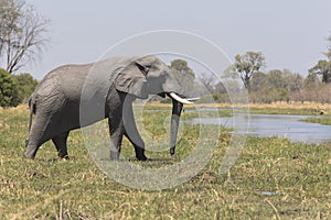 Portrait of wild free bull elephant