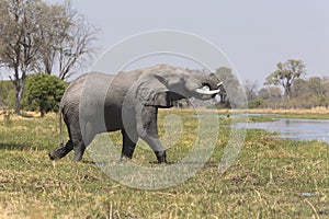 Portrait of wild free bull elephant in river