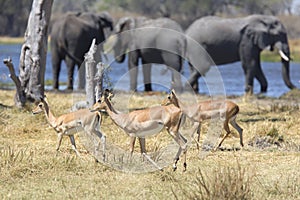 Portrait of wild free bull elephant in river