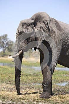 Portrait of wild free bull elephant showering