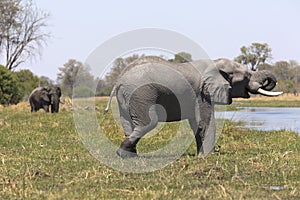 Portrait of wild free bull elephant showering