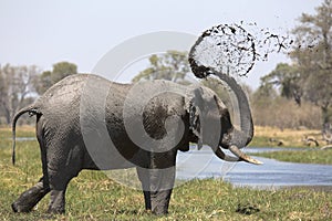 Portrait of wild free bull elephant showering