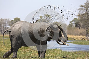 Portrait of wild free bull elephant showering