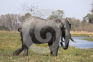 Portrait of wild free bull elephant showering