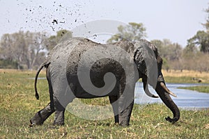 Portrait of wild free bull elephant showering