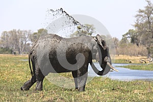 Portrait of wild free bull elephant showering