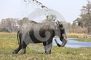 Portrait of wild free bull elephant showering