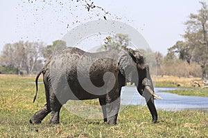 Portrait of wild free bull elephant showering