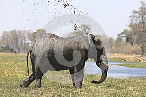 Portrait of wild free bull elephant showering