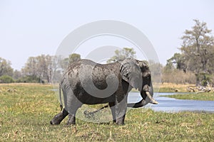 Portrait of wild free bull elephant showering