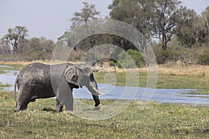 Portrait of wild free bull elephant showering