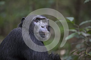Portrait of wild free Chimpanzee