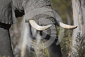 Portrait of wild free elephant