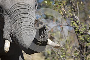 Portrait of wild free elephant
