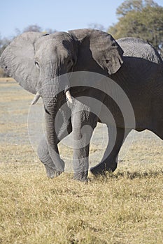 Portrait of wild free elephant