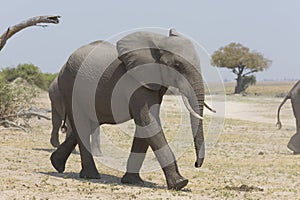 Portrait of wild free elephant