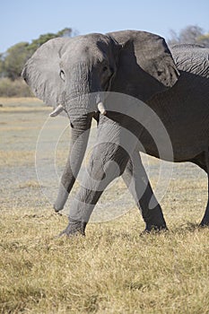 Portrait of wild free elephant bull